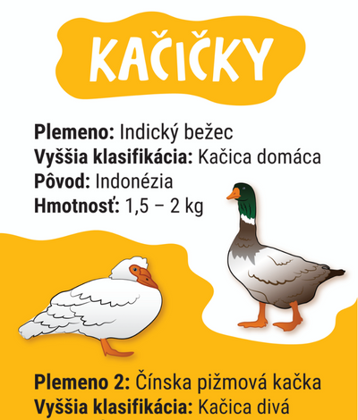 Kačičky