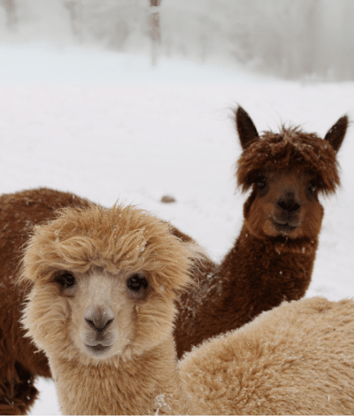 NOVINKA: Očarujúce Alpaky🦙