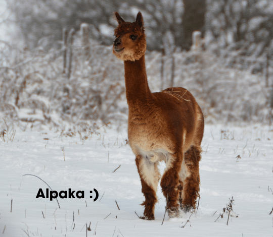 Alpaky vs. lamy: Kto je kto?